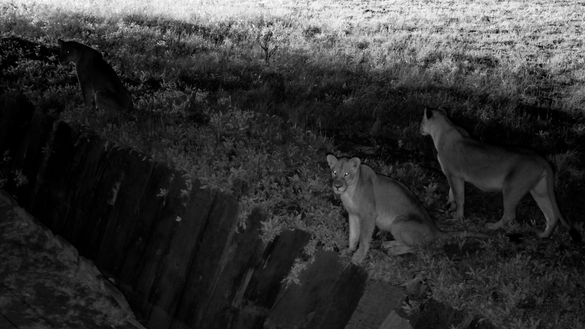 These Lions Are on a Mission in Hwange