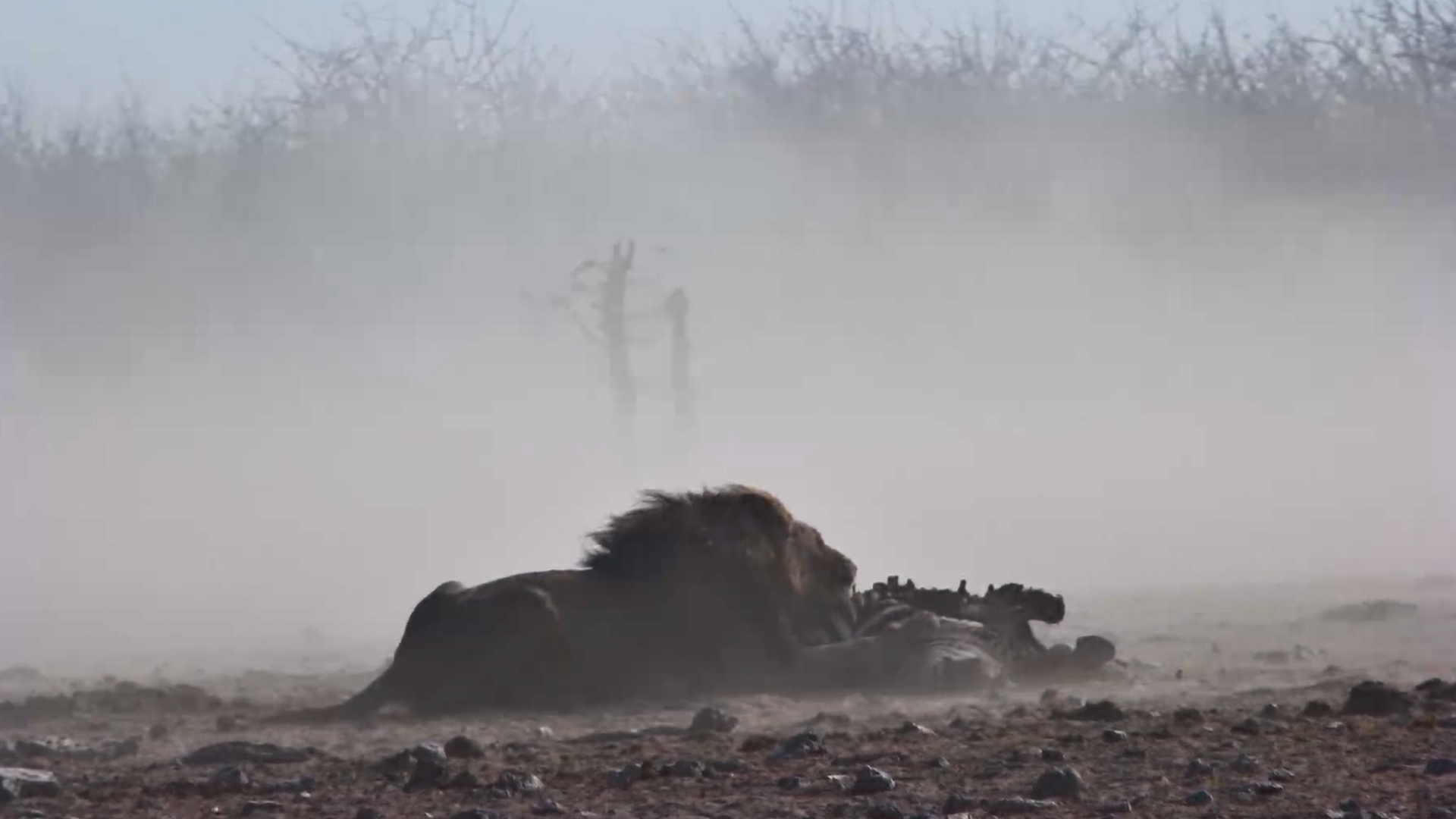 This Lion Scene Looks Straight Out of a Movie