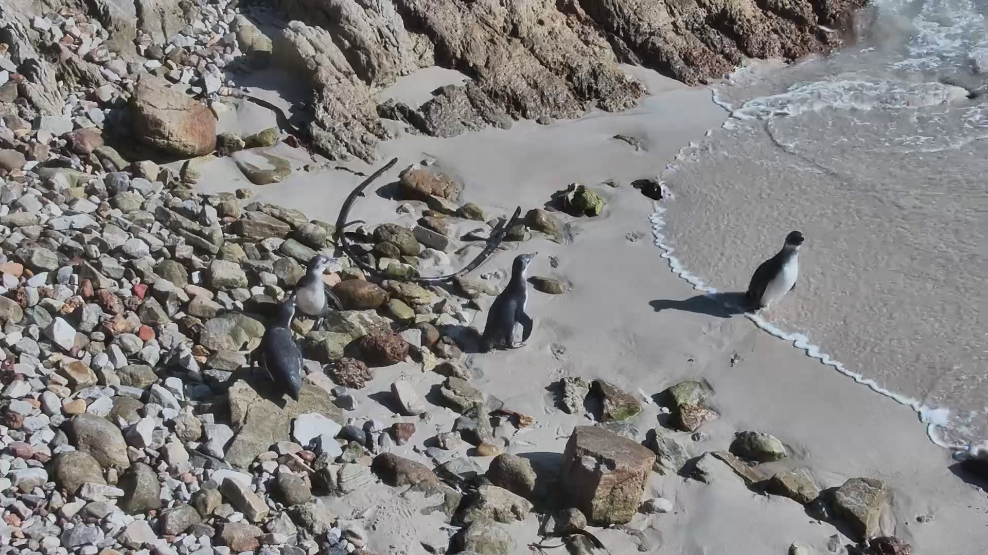 They’re FREE! Penguins Released Back Into the Wild