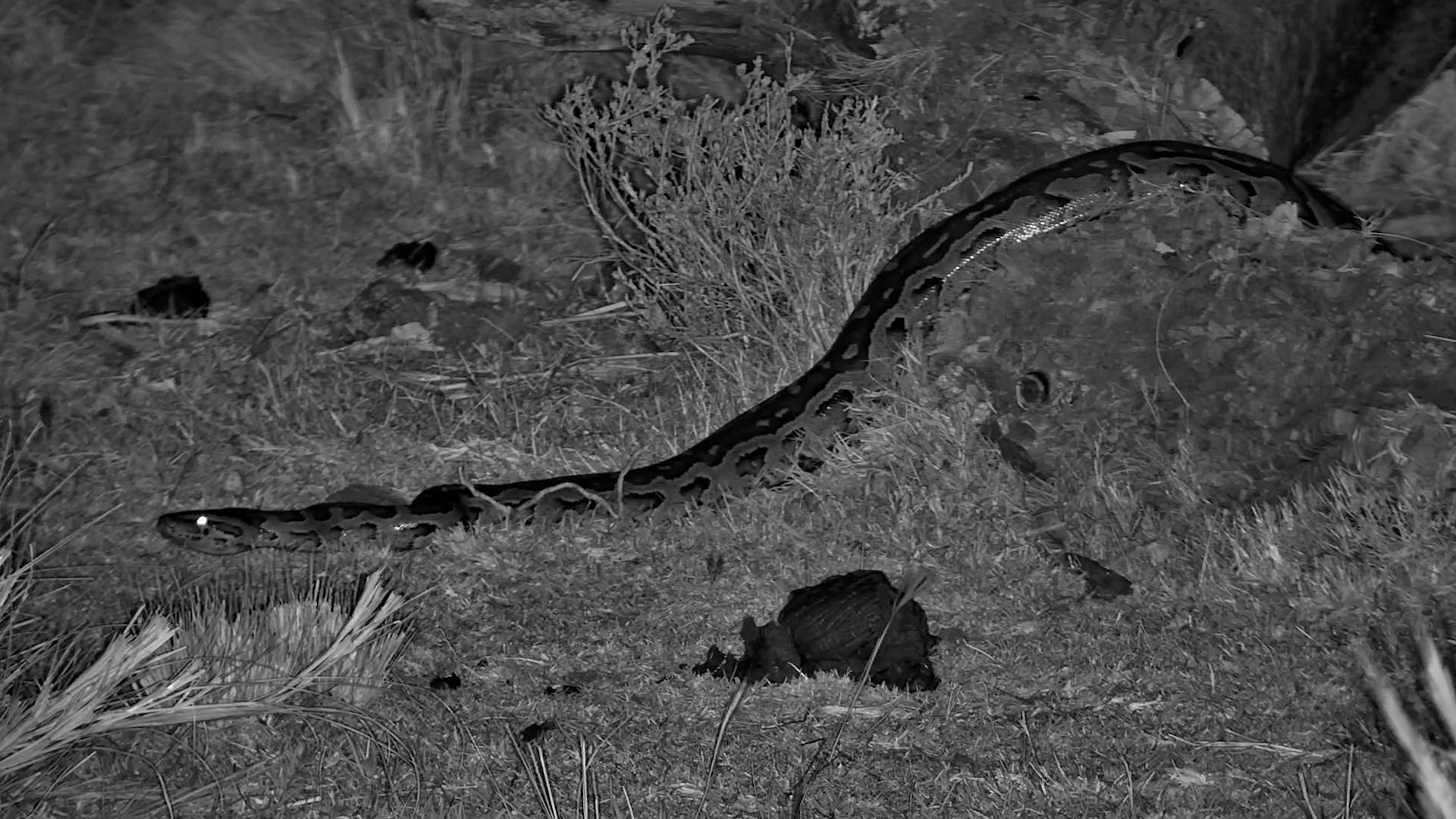 An African Rock Python Appears After Dark
