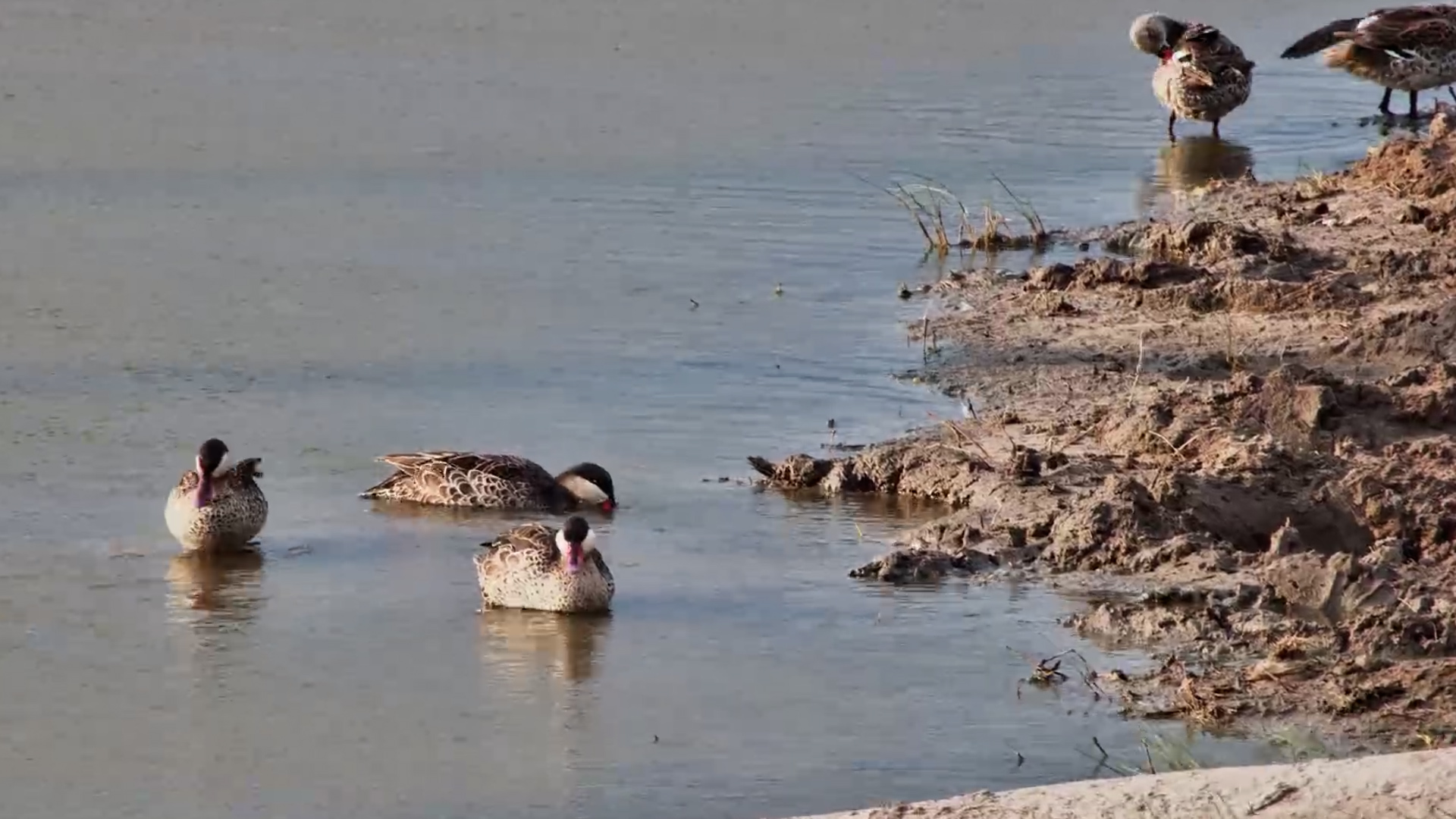 Red-Billed Teals Out for a Peaceful Paddle