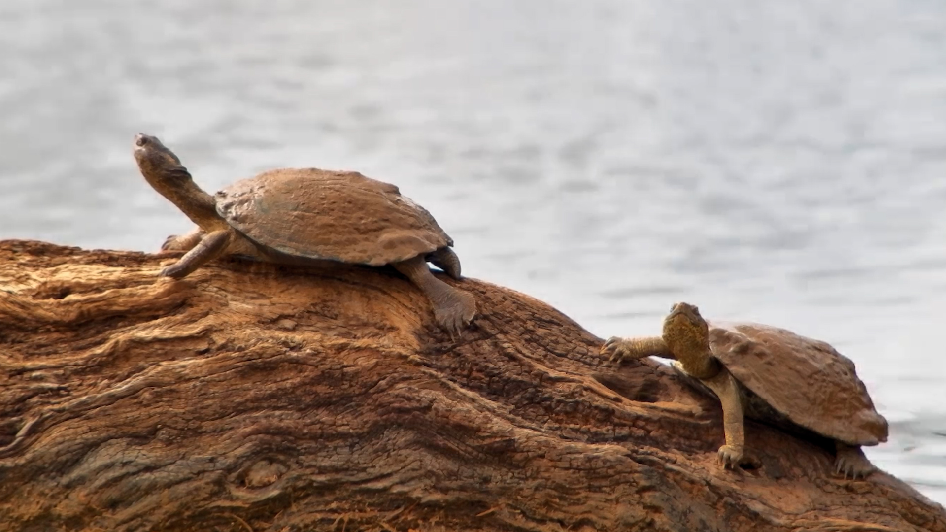 Terrapin Sunbathing Club Is Now in Session
