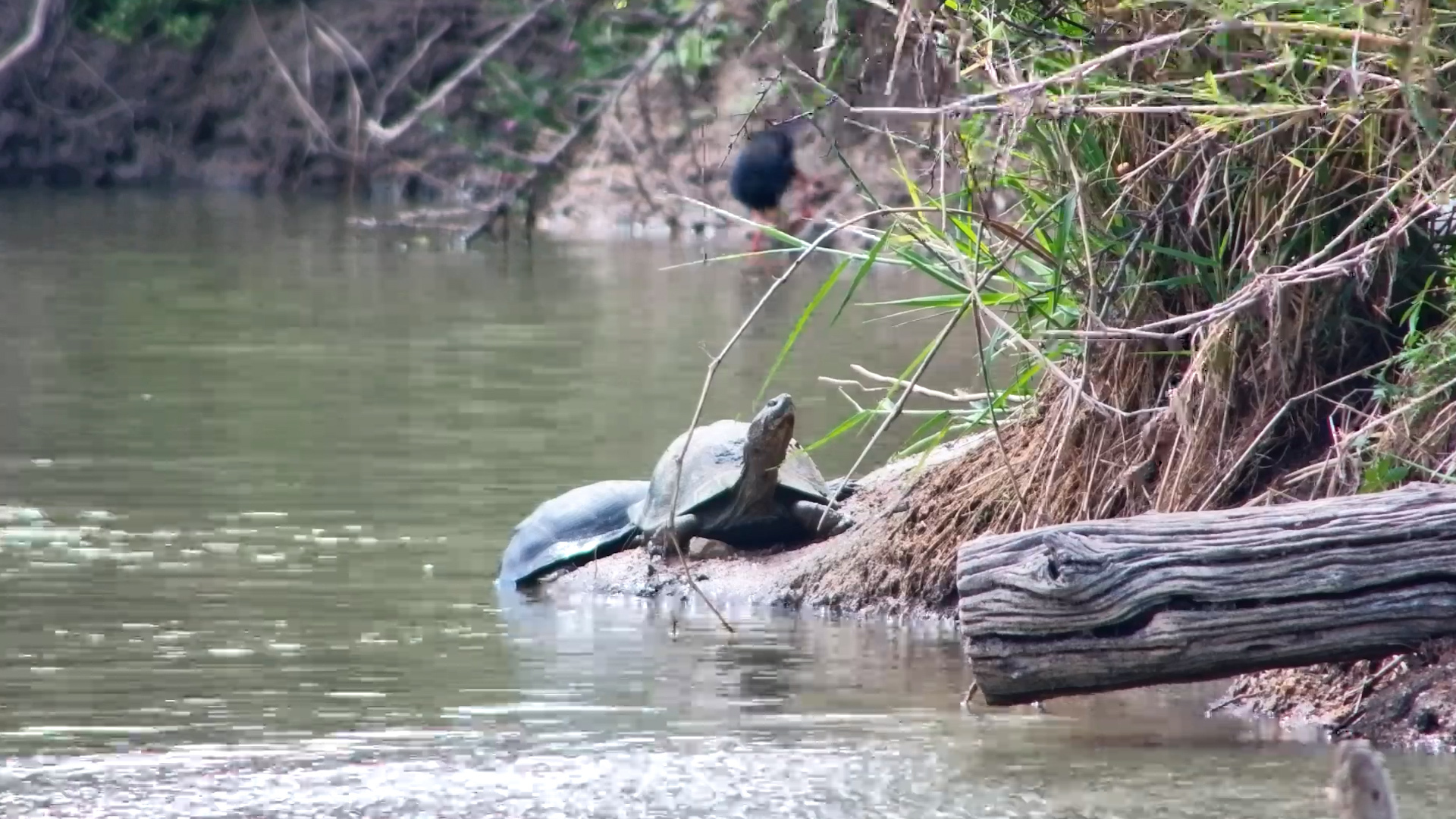 The Tiny Side of Waterhole Life
