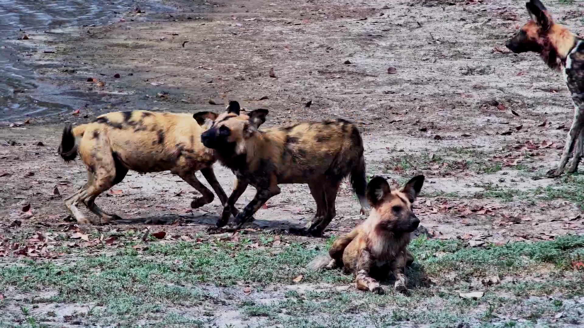 The Wild Dogs Have Arrived at Twin Pan
