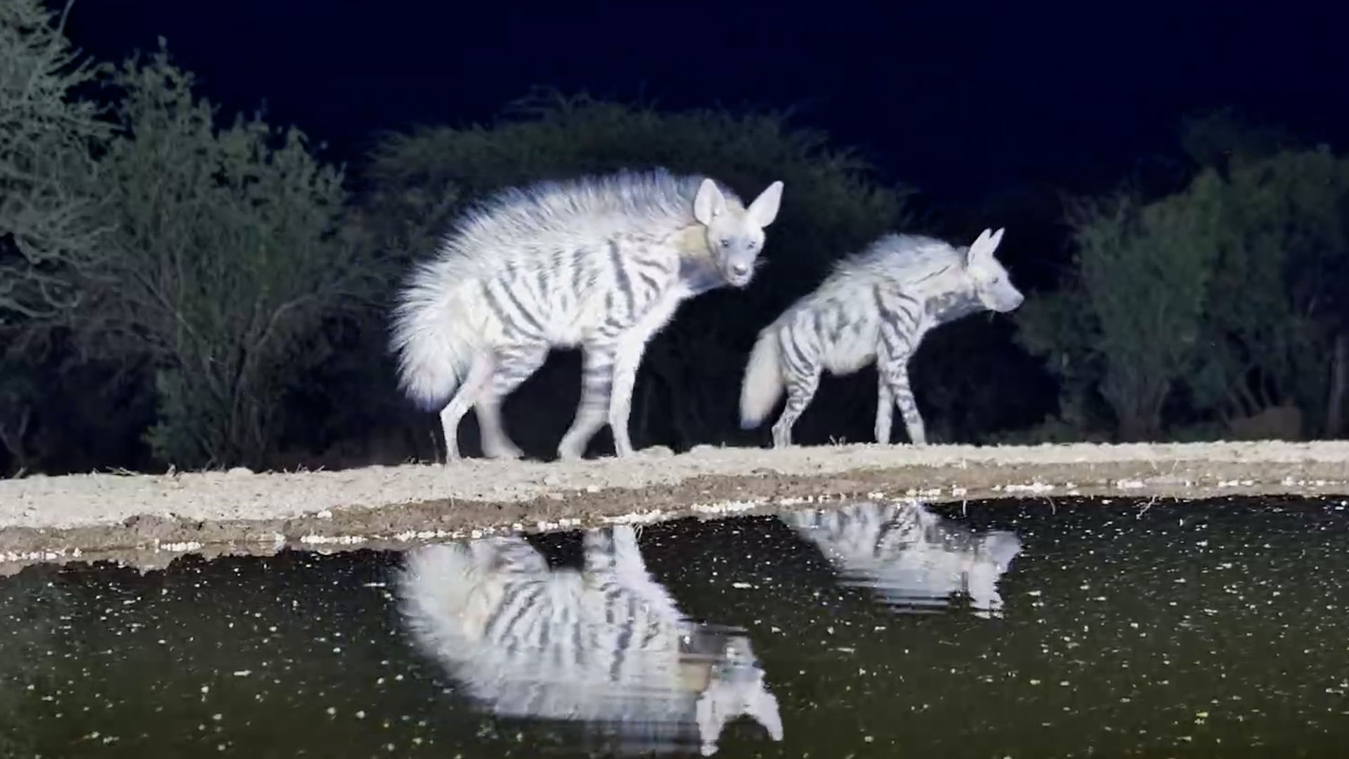 Double Trouble! Two Striped Hyenas Visit Lentorre