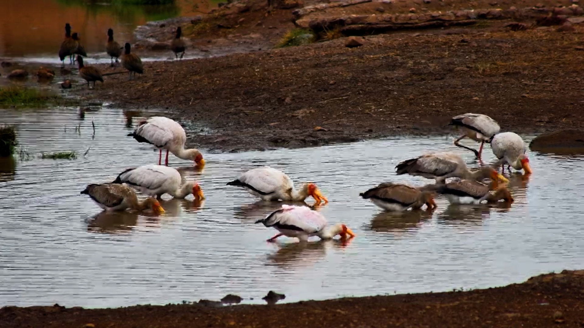 The Storks Have Found the Perfect Fishing Spot