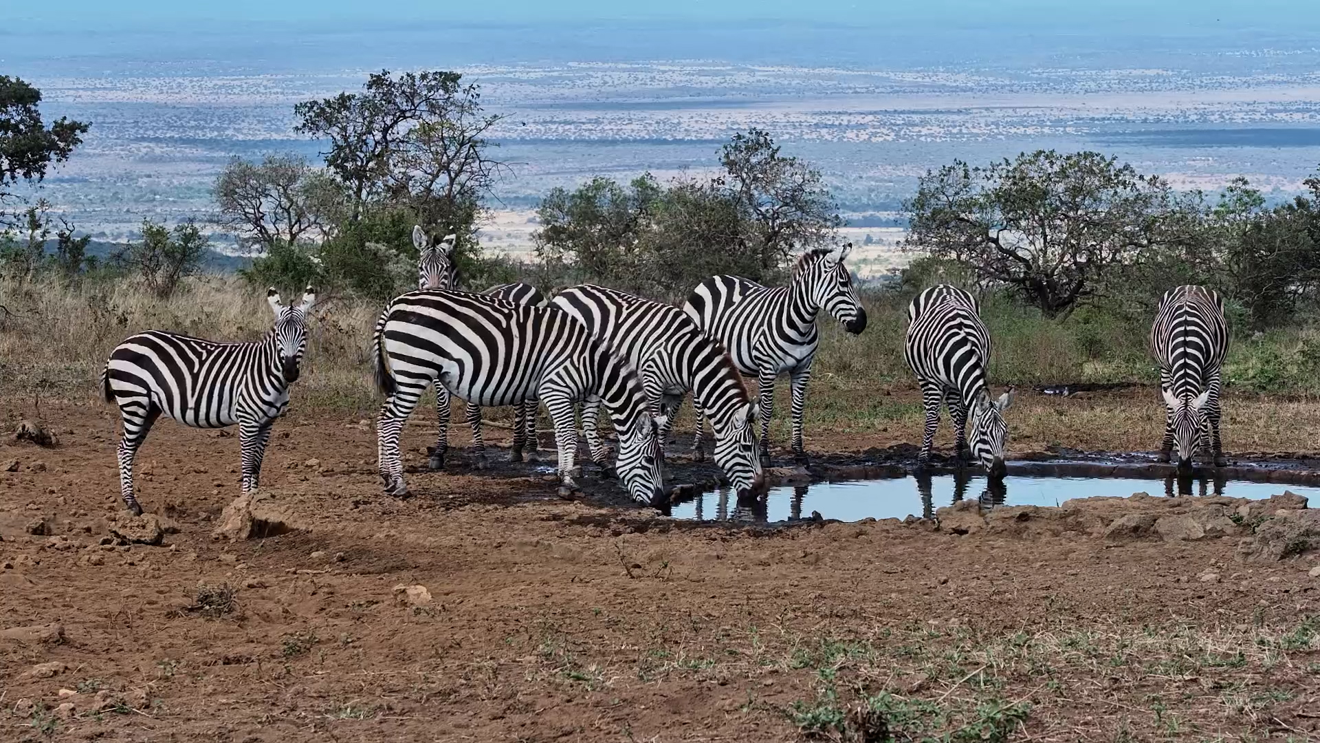 Campi ya Kanzi’s Waterhole Gets a Noisy Zebra Visit