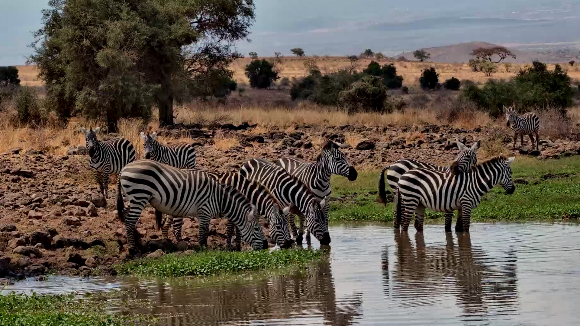 Zebras Gather for a Much-Needed Drink at Tortilis
