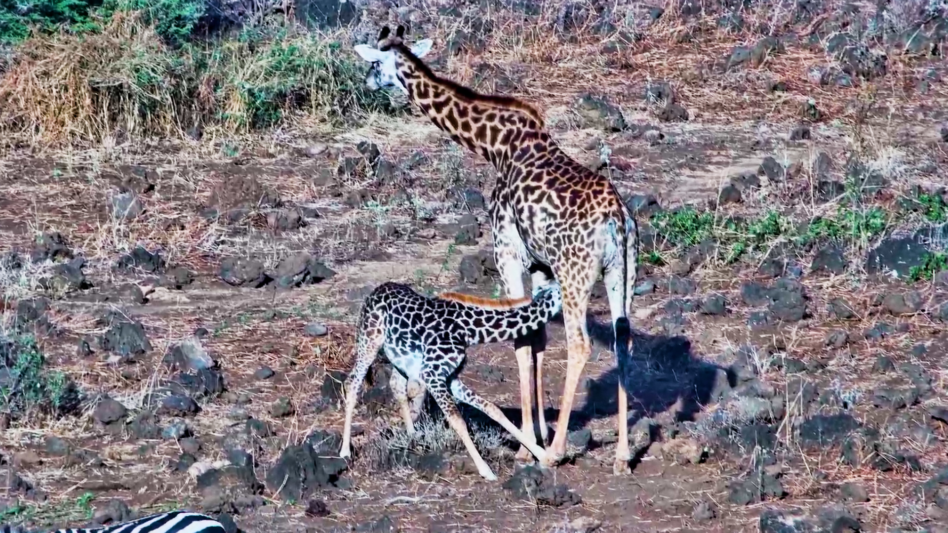Baby Giraffe Stops for a Drink From Mum
