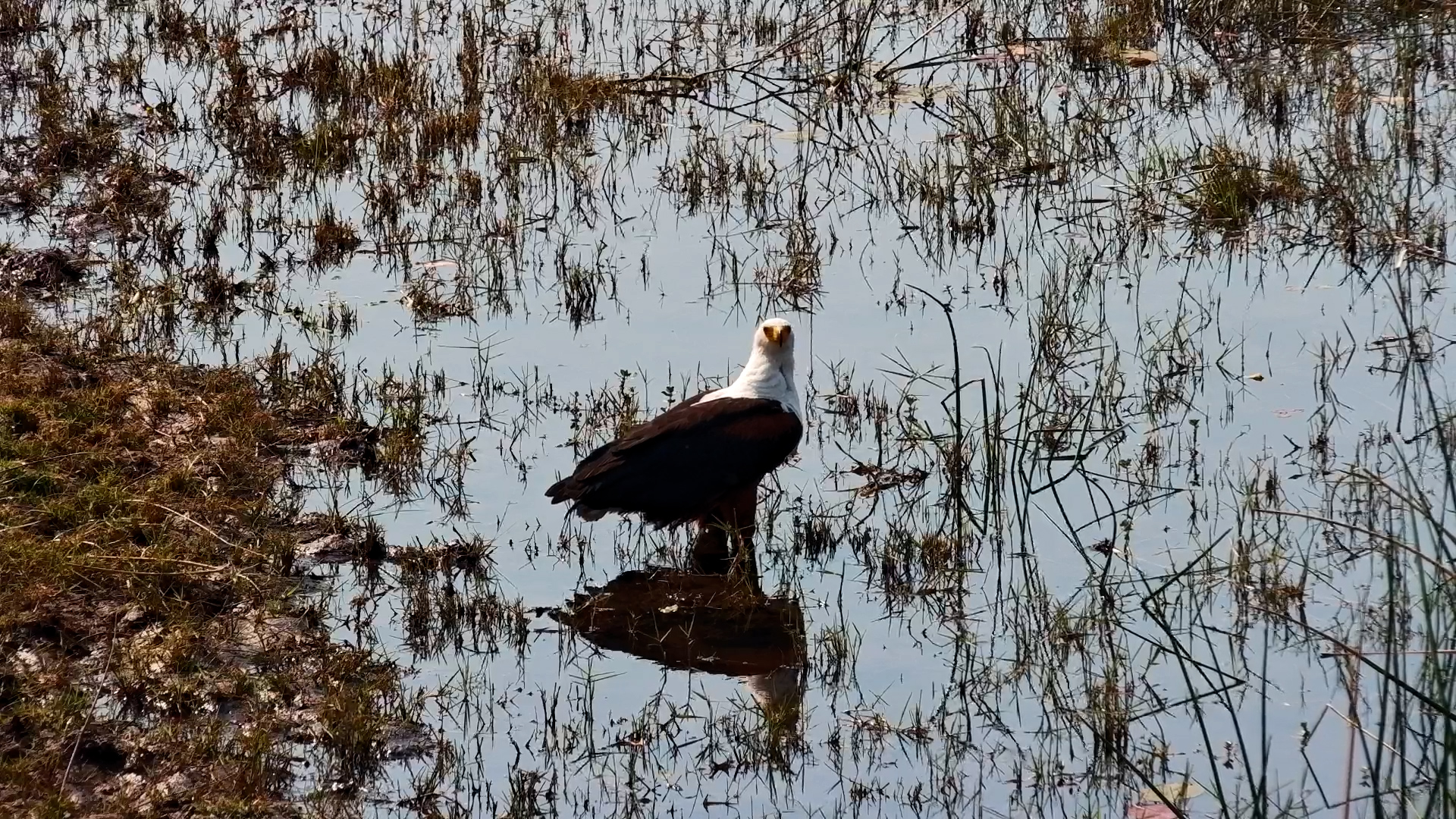 Up Close With an African Fish Eagle at the Water's Edge