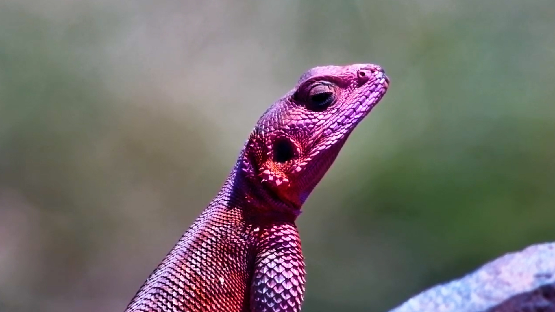 Red, Blue and Absolutely Stunning!