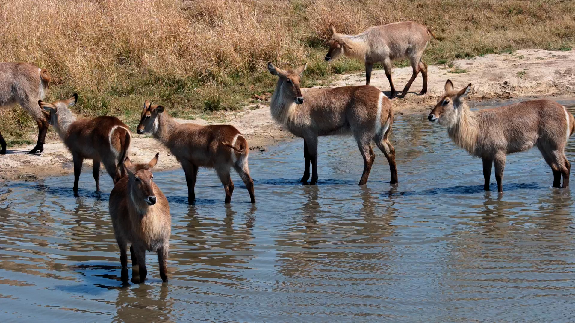 Waterbuck Living Up to Their Name