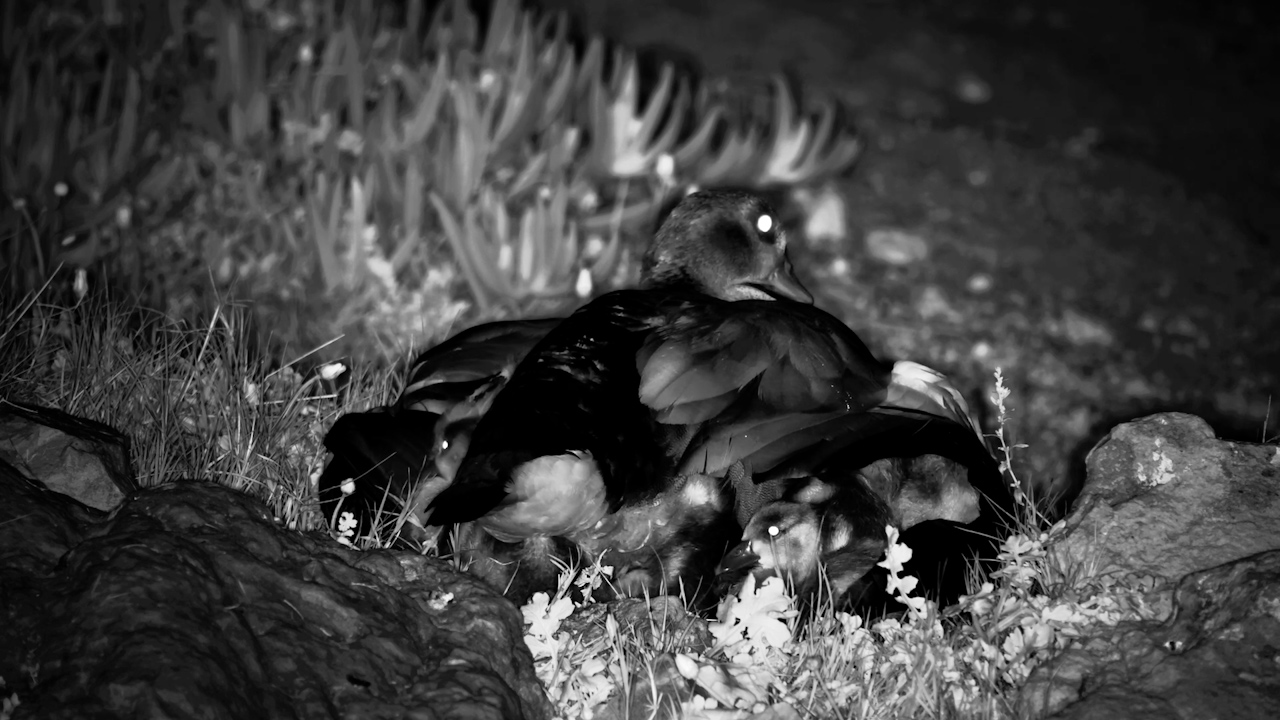 Goslings Tuck Themselves Under Mum for the Night