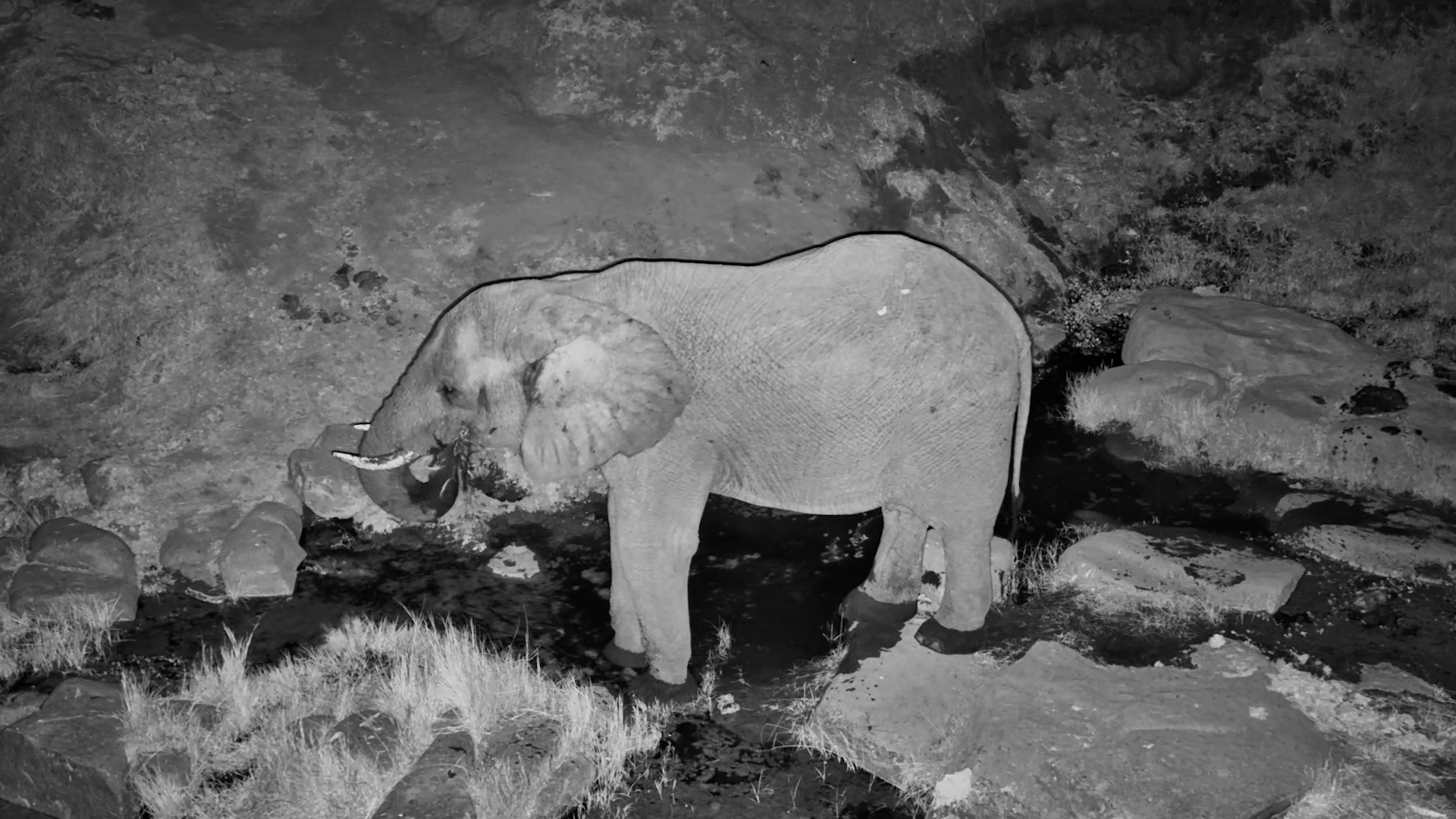 A Silent Giant Visits Deteema Springs After Dark