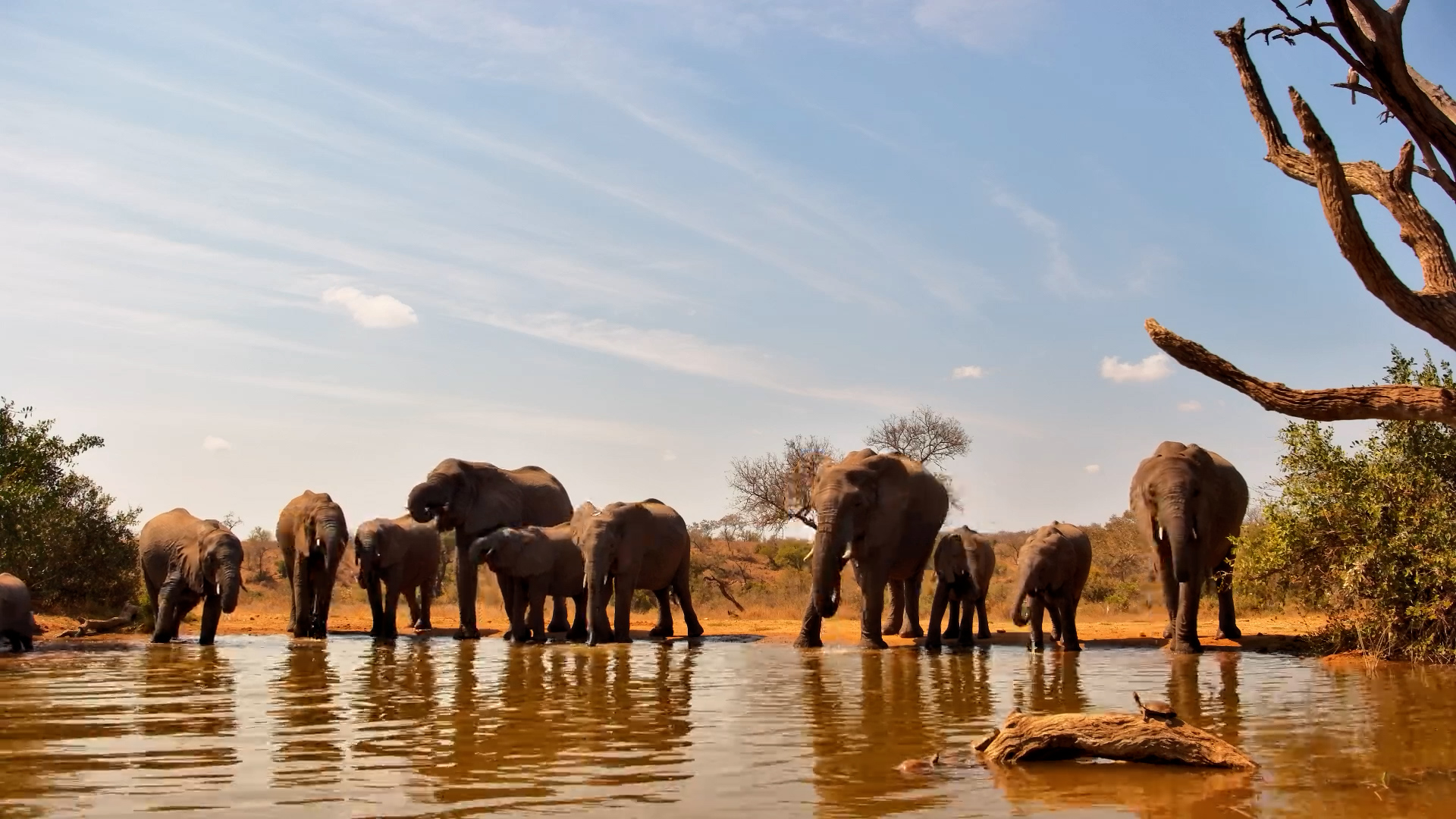 Afternoon Drinks With a Herd of African Elephants