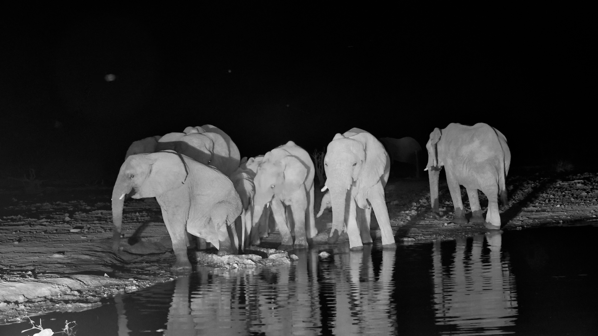 Elephant Puts His Feet in Everyone's Drinking Water