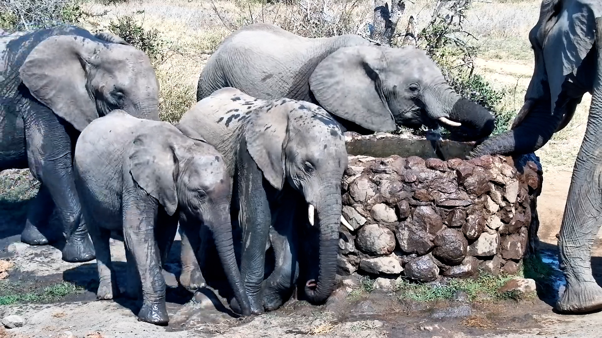 Swimming, Splashing & Mud... Elephant Paradise!