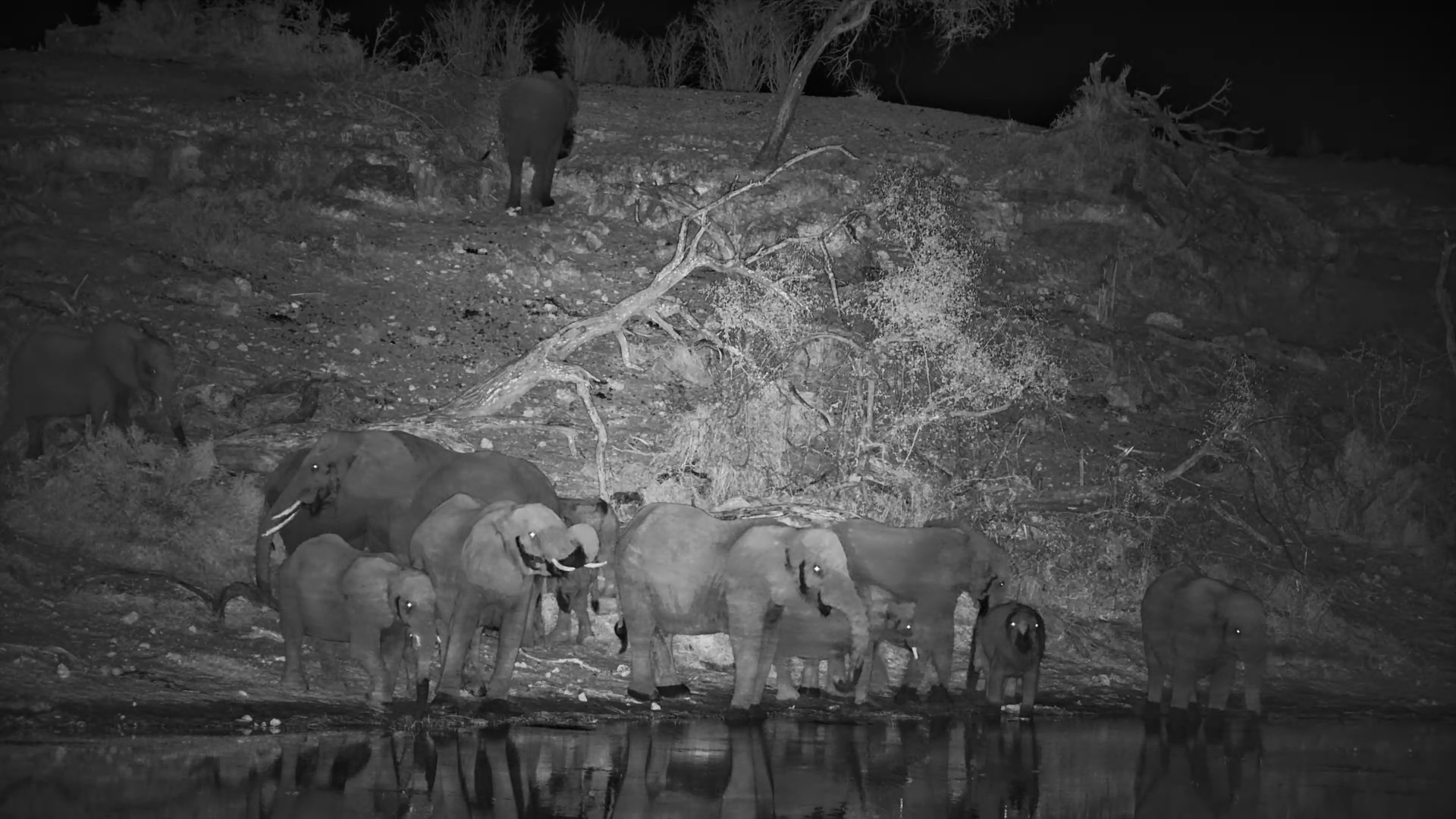 After Dark, the Elephants Arrive at Meno a Kwena