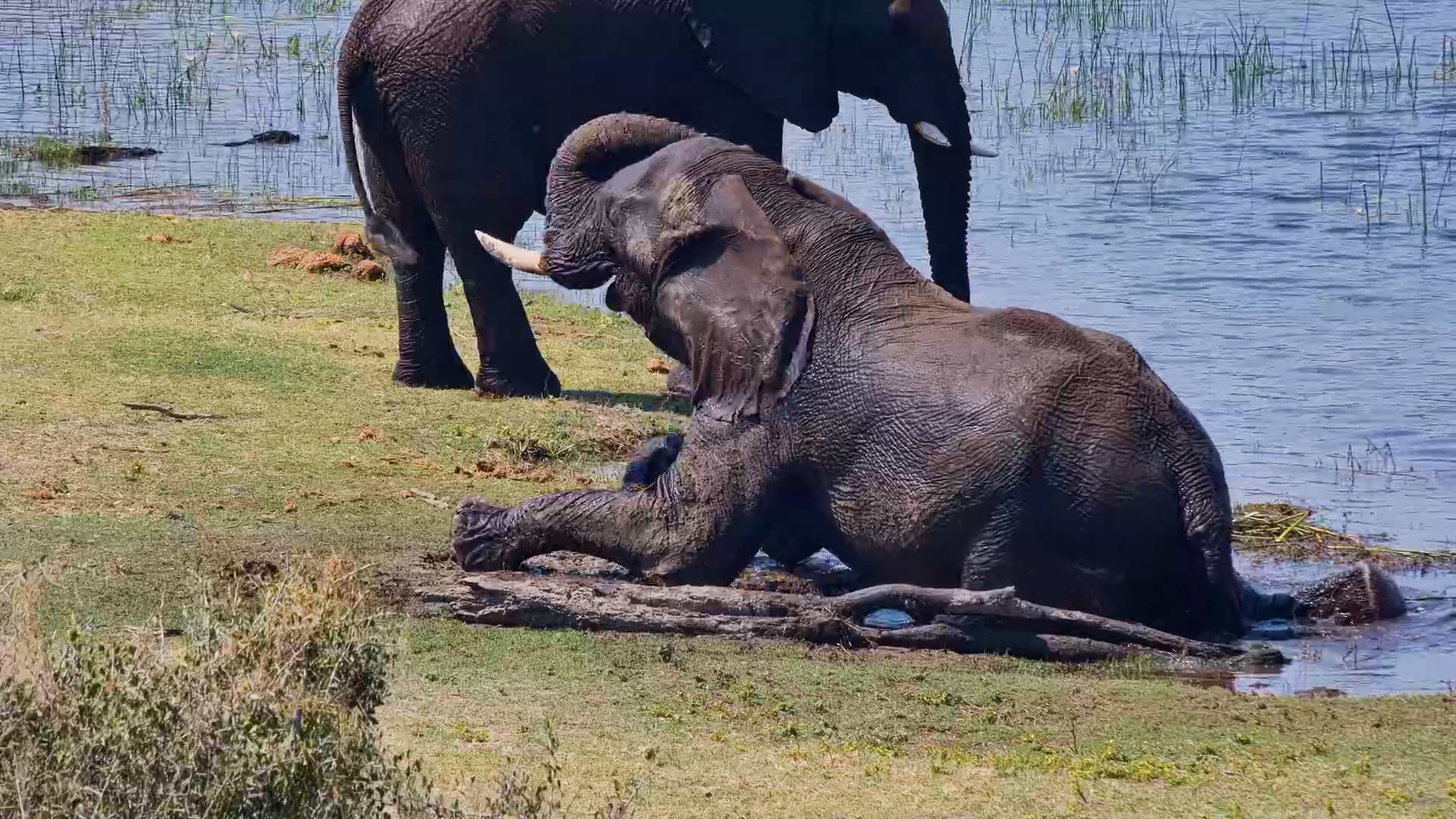 When the Mud Is So Good You Have to Lie Down