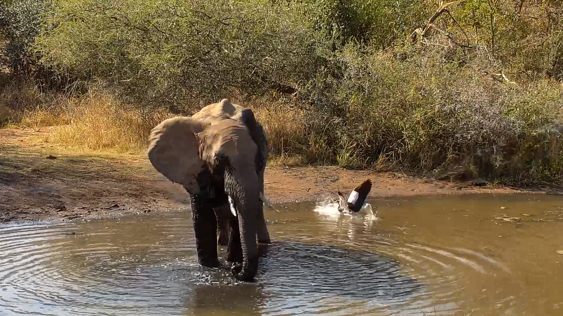 When the Waterhole Becomes the Local Hangout