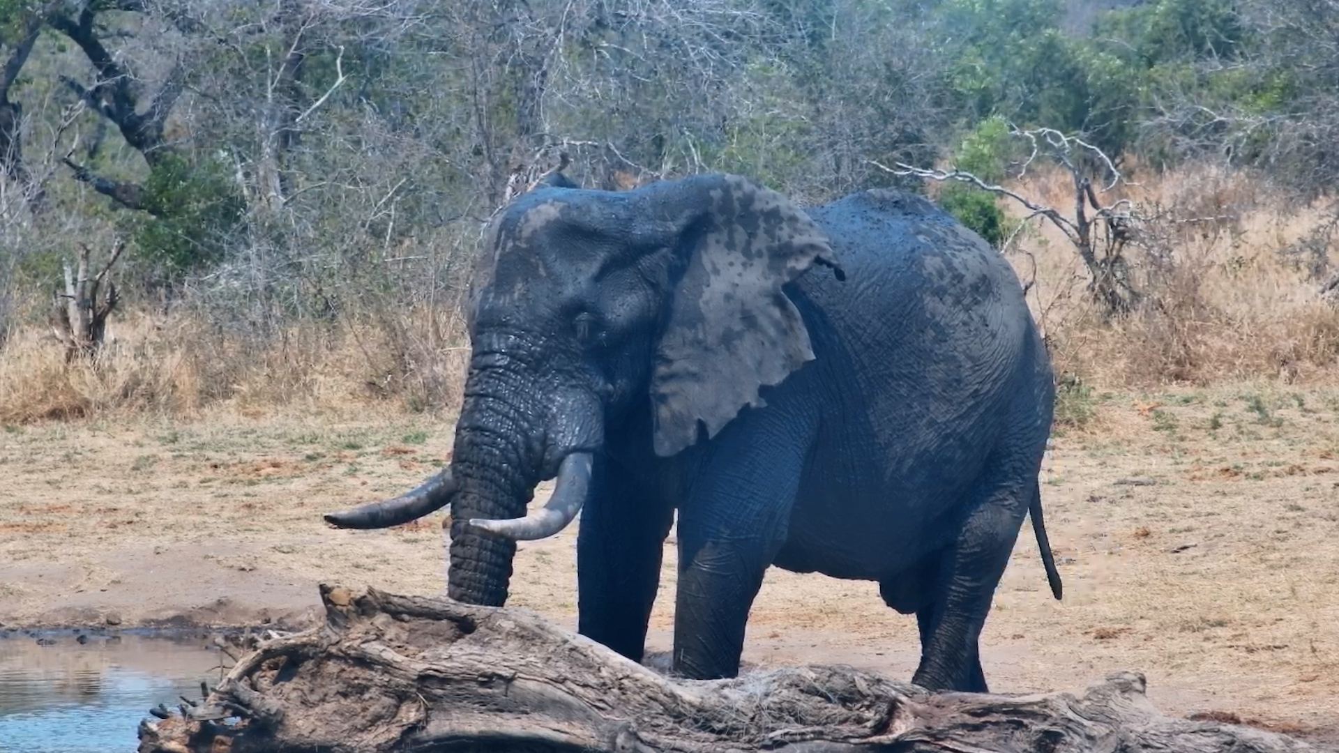 Big Elephant Bull Takes Life VERY Slowly at the Waterhole