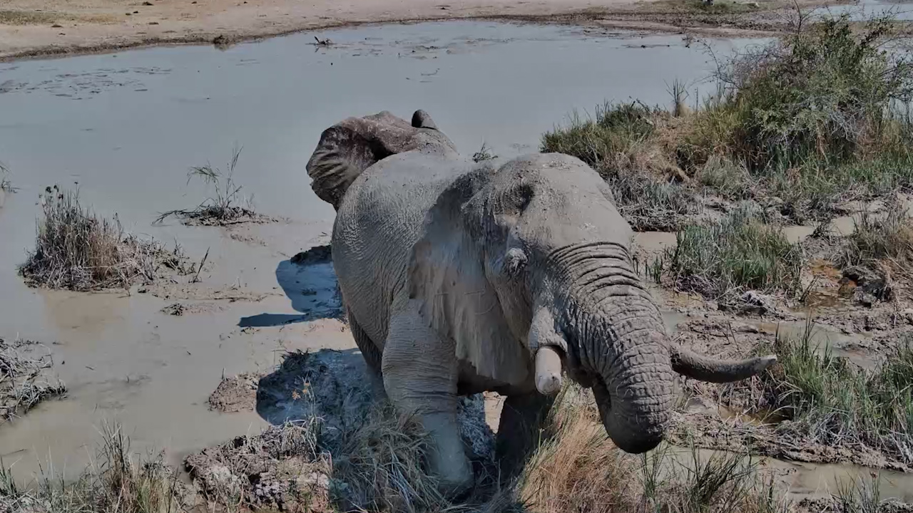 Look at These Huge Kalahari Elephants Covered in Mud!