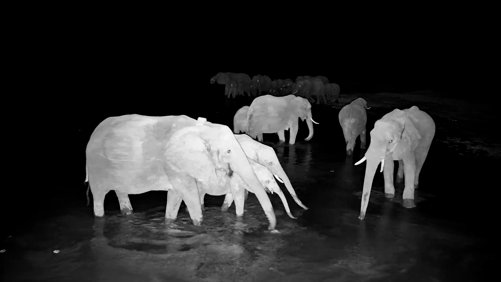 The Waterhole Fills With Elephants in the Dead of Night!
