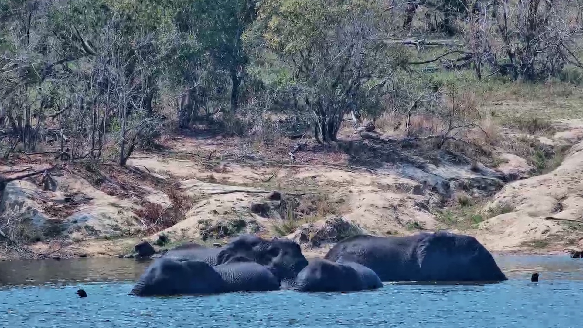 Elephants Turn the Waterhole Into Their Favourite Hangout