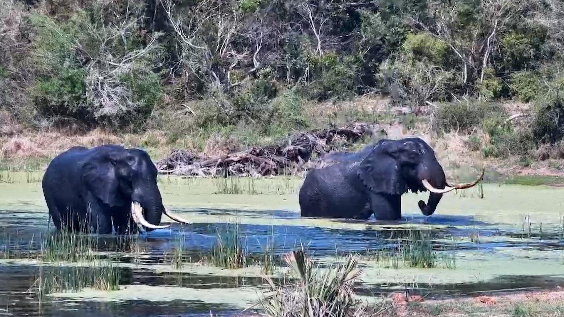 Two Elephant Bulls Enjoy a Well-Earned Soak