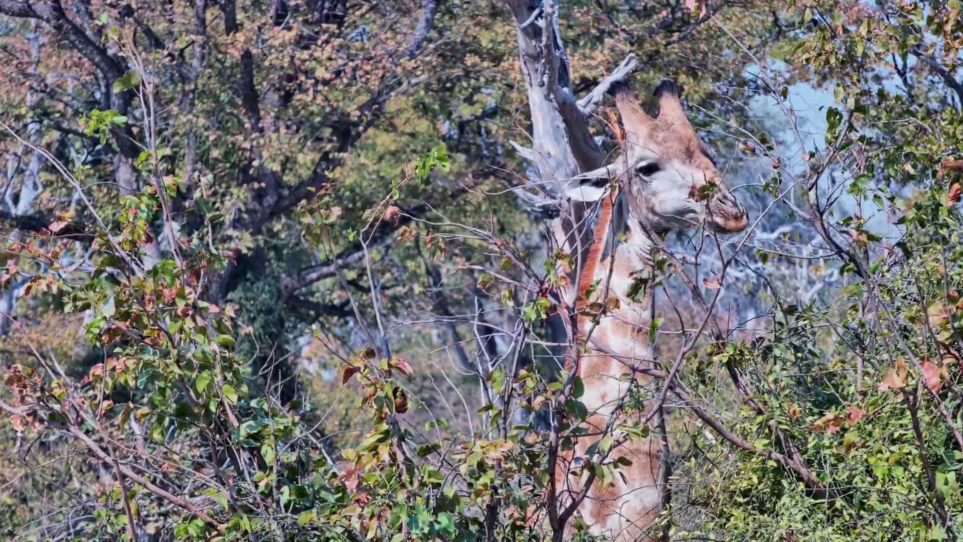 Watch a Giraffe Reach for the Tastiest Leaves