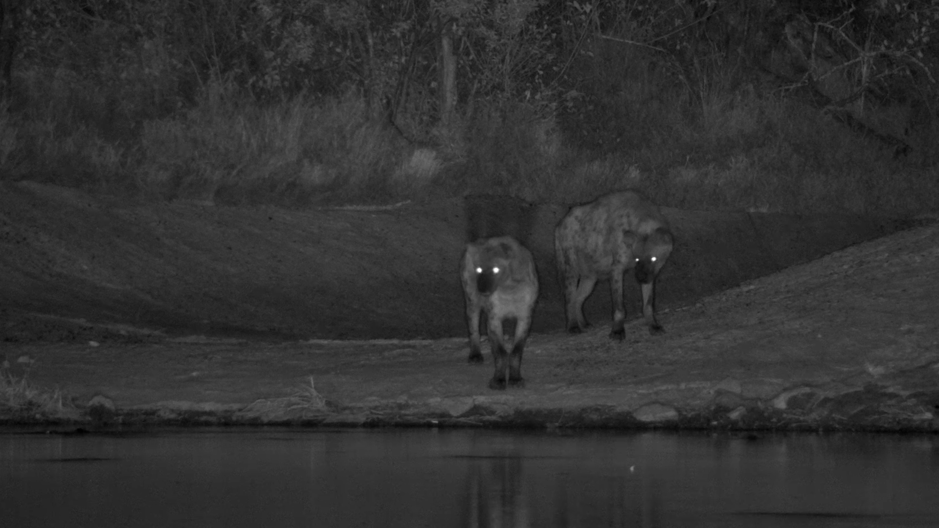 What Are These Two Hyenas Up to in the Dark?