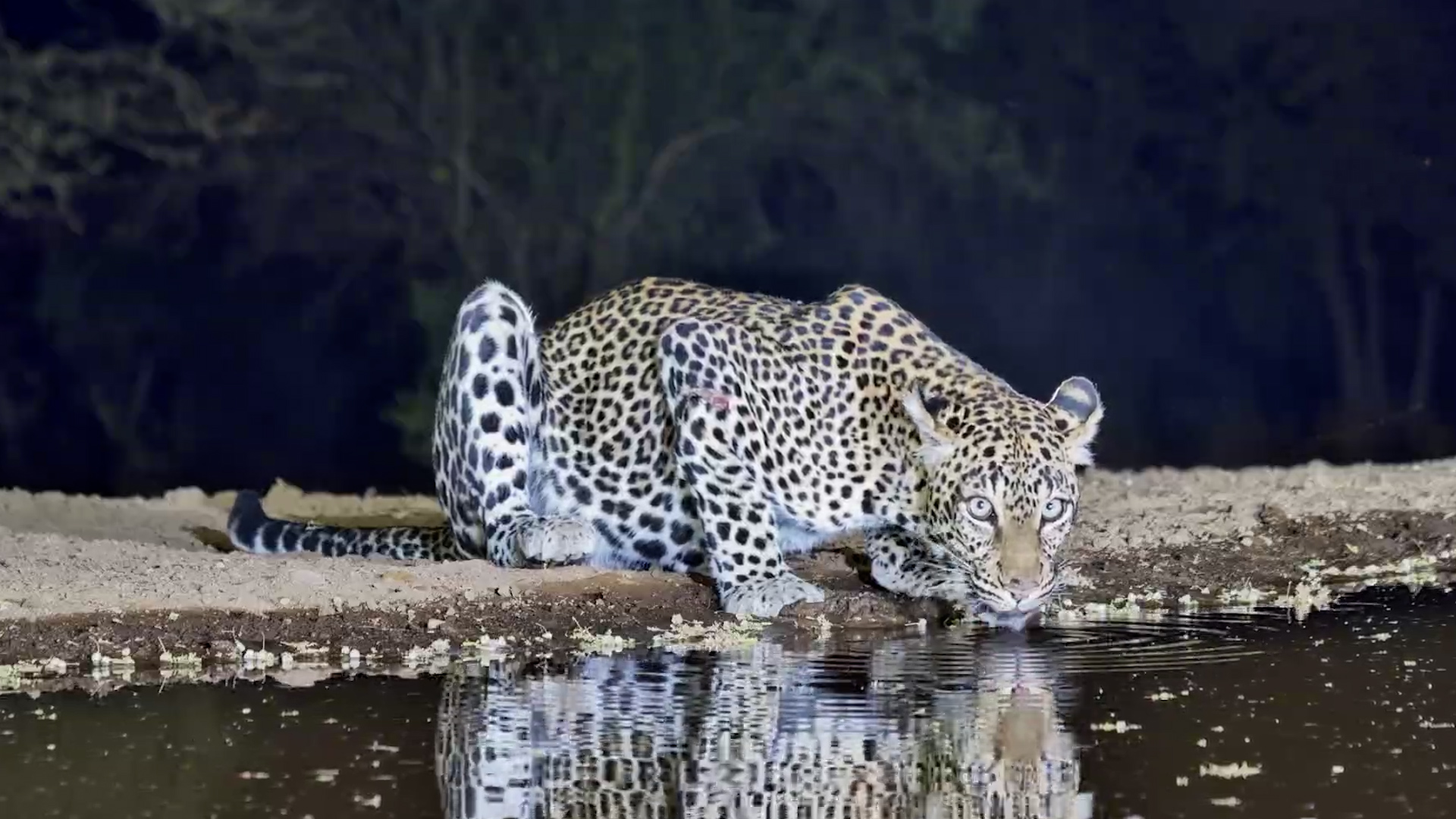 Leopard Drinks in the Dark With a Visible Wound on Its Leg