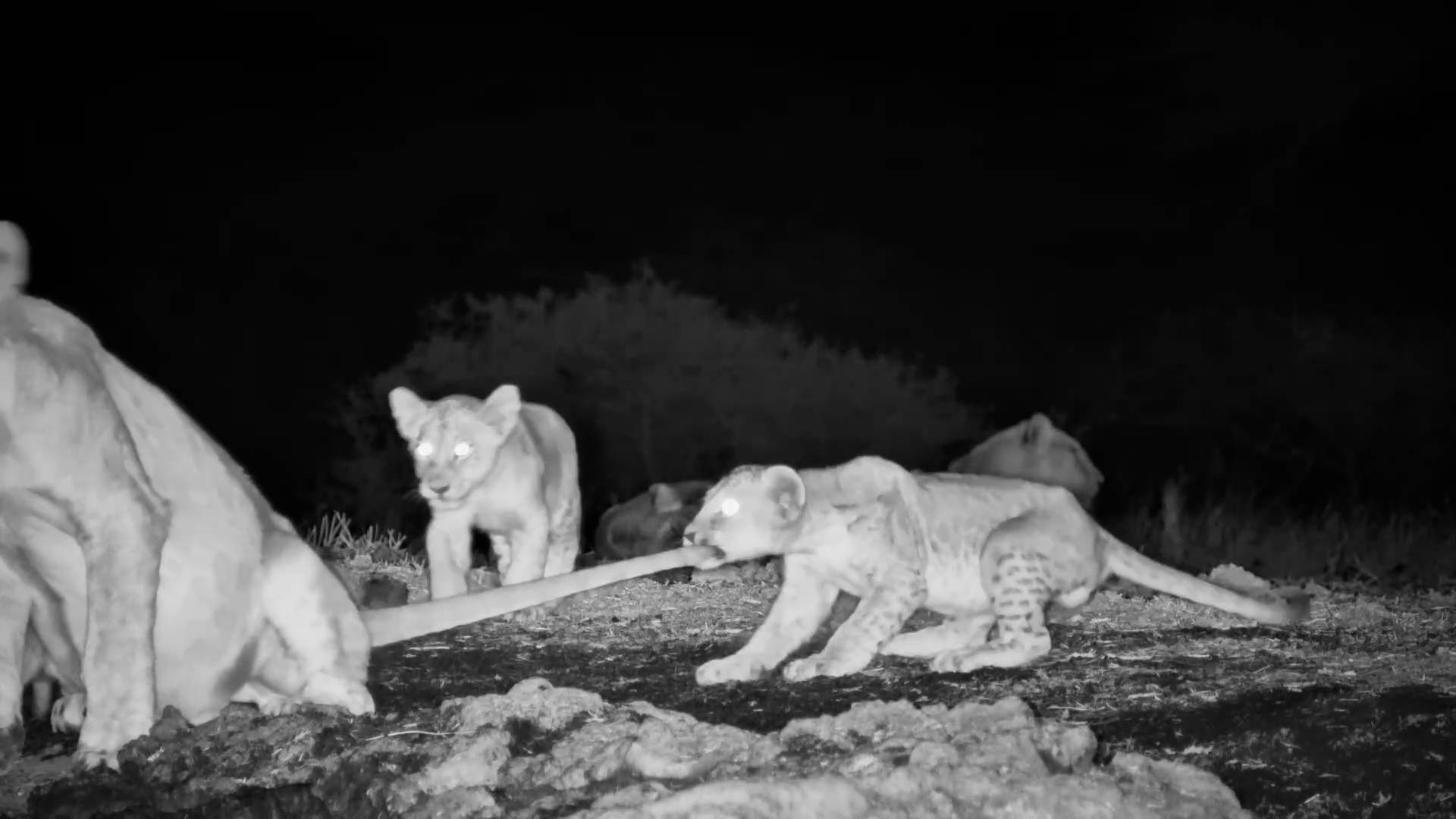 These Lion Cubs Are Looking for Trouble After Dark