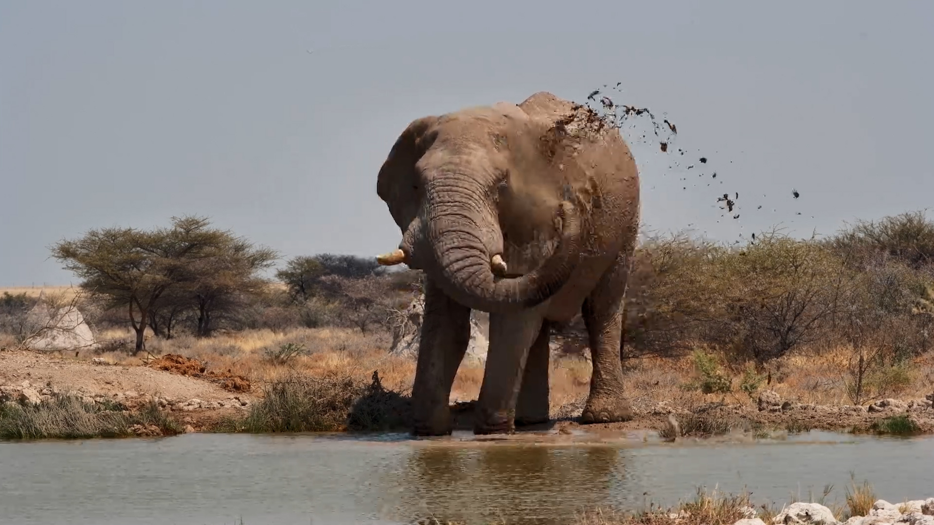 One Very Thirsty Giant Arrives at the Waterhole