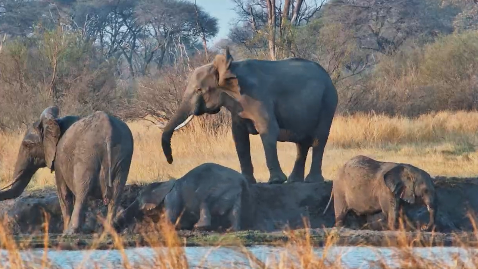 When Elephants Find the Perfect Muddy Spot...