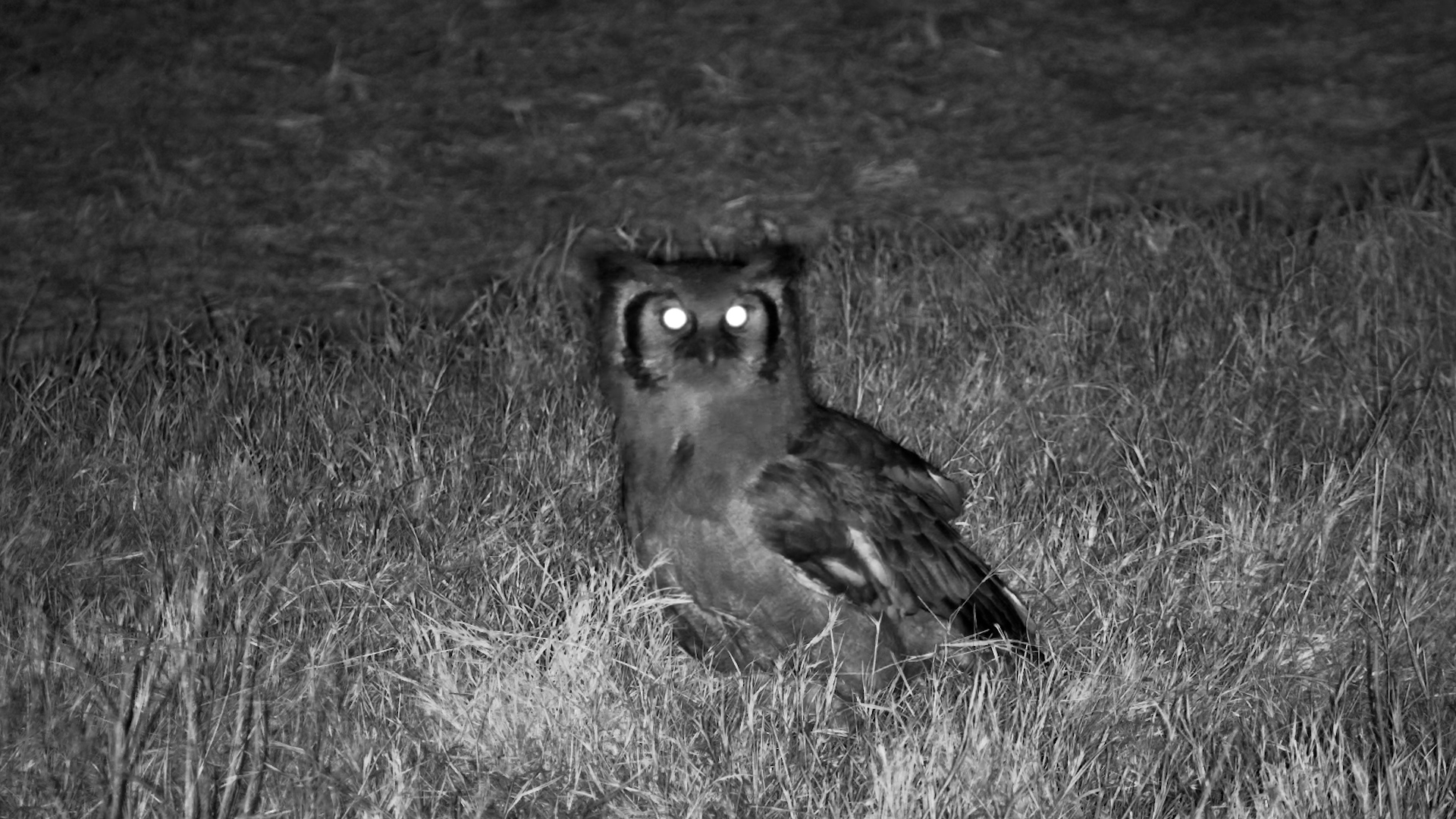 A Giant Owl Is Scanning the Ground After Dark
