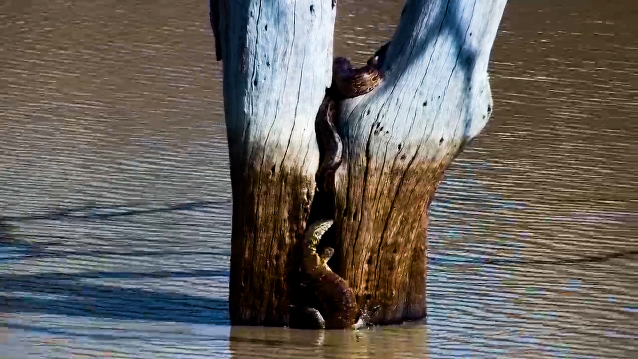 Monitor Lizard Finds a Python in Its Favourite Spot!