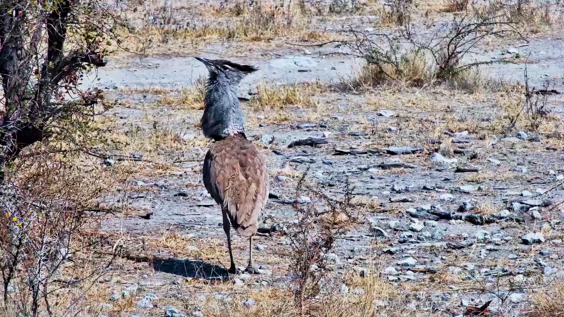 Kori Bustard Suddenly Strikes a VERY Strange Pose!