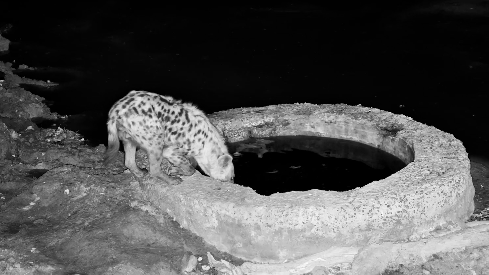 Spotted Hyena Sneaks in for a Drink After Dark