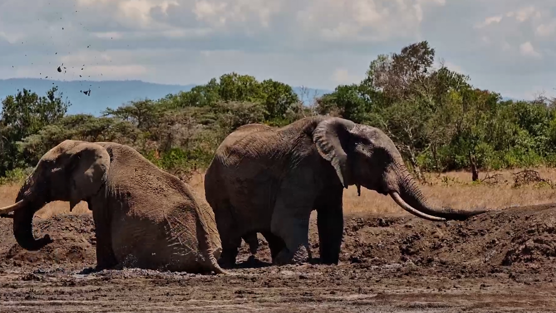 These Elephants Walk Straight Into the Muddy Waterhole