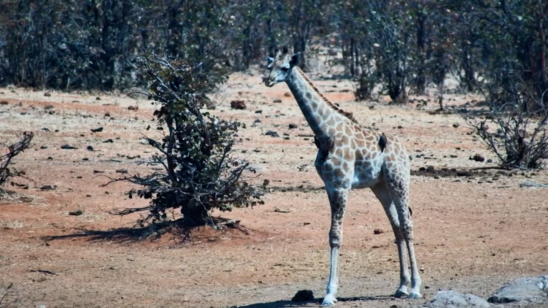 Baby Giraffe Has Second Thoughts About Taking a Drink