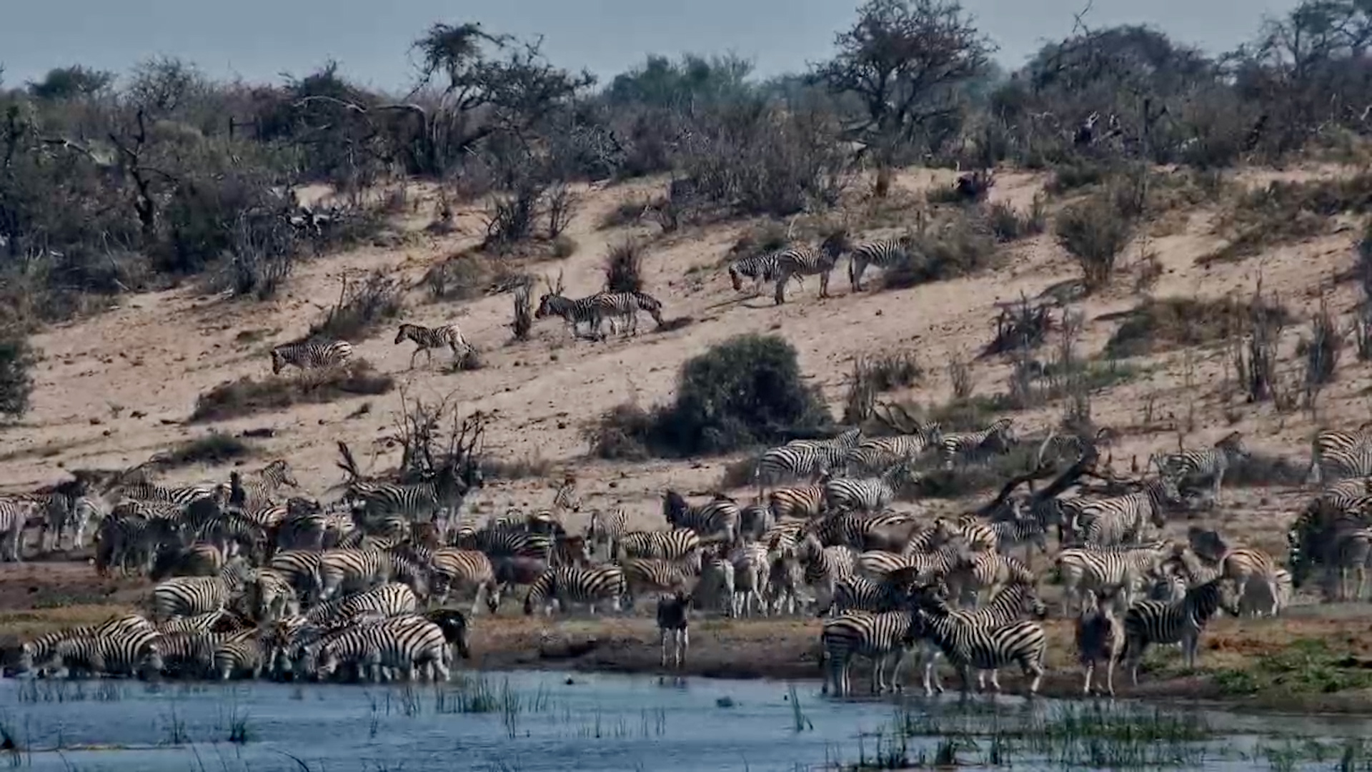Zebras Everywhere! A Massive Herd Gathers at Moela