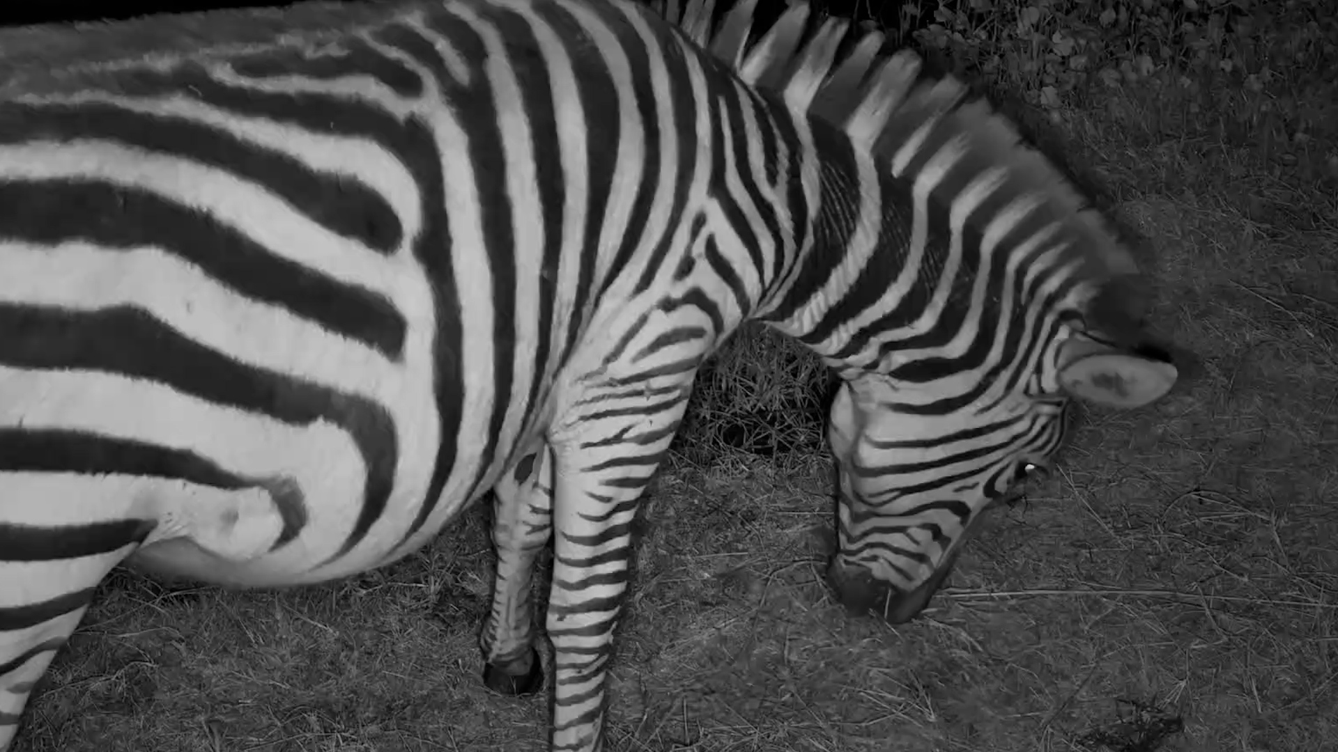 A Zebra's Late-Night Snack Caught Up Close