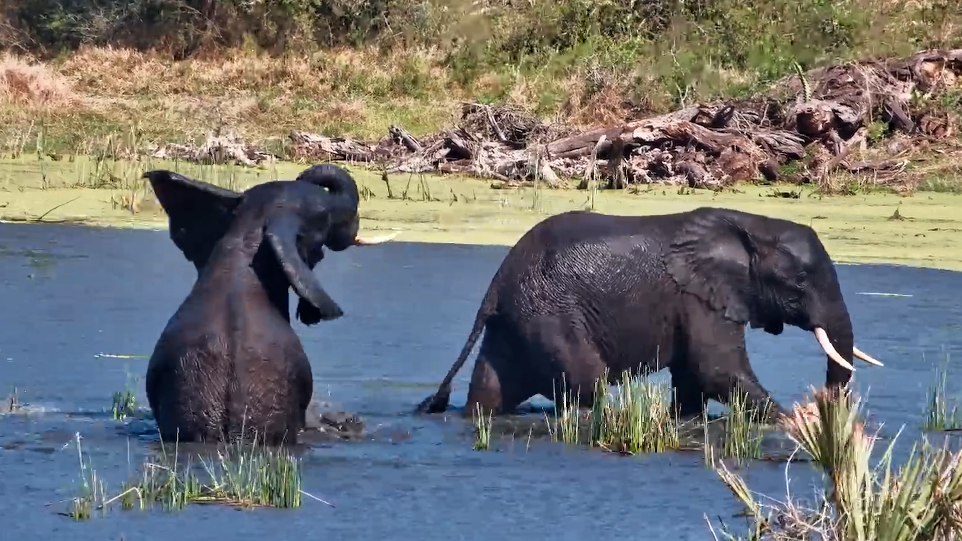 Elephants Splash, Soak & Play at Tembe