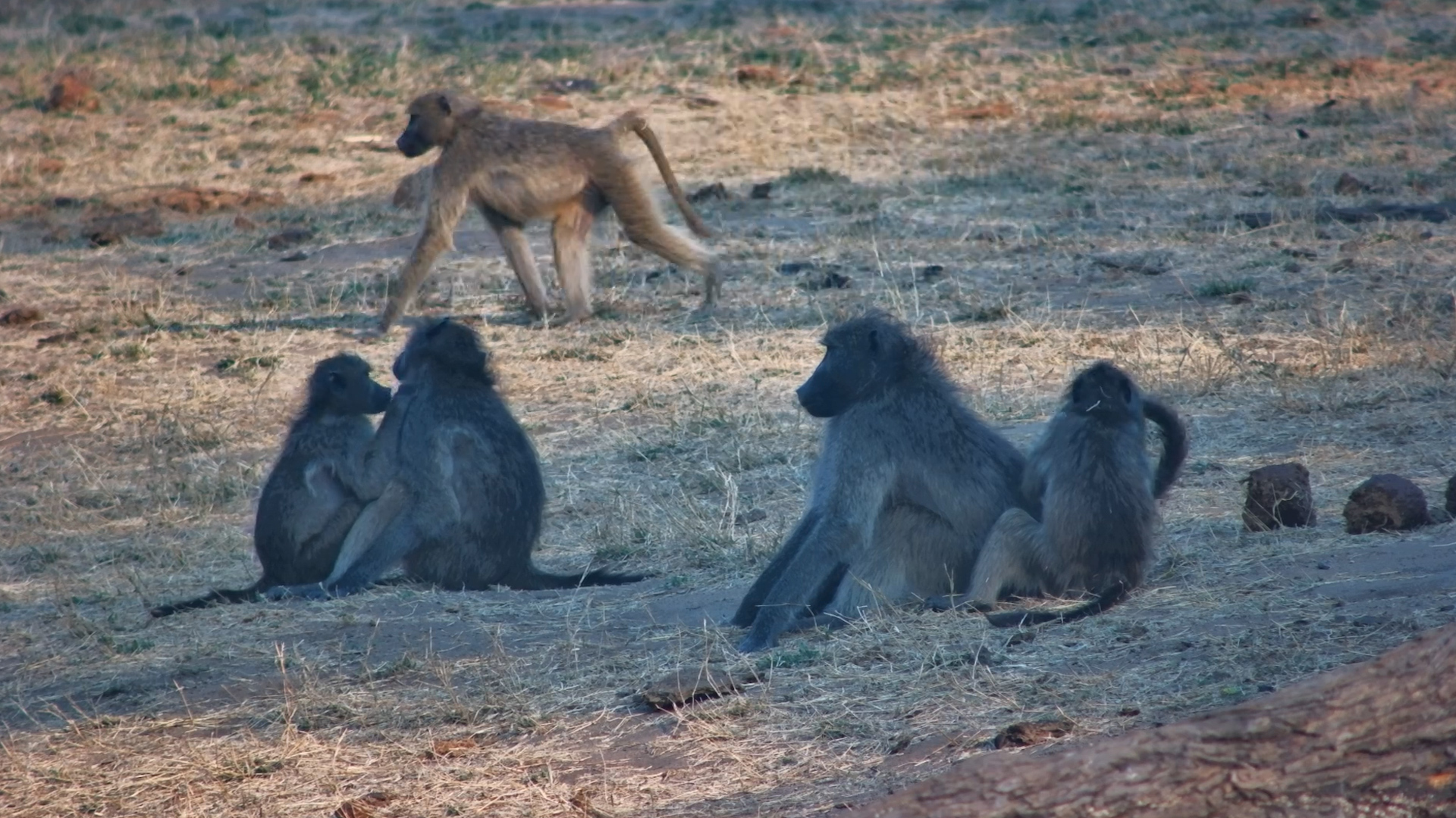 It's Grooming Time for This Chacma Baboon Troop