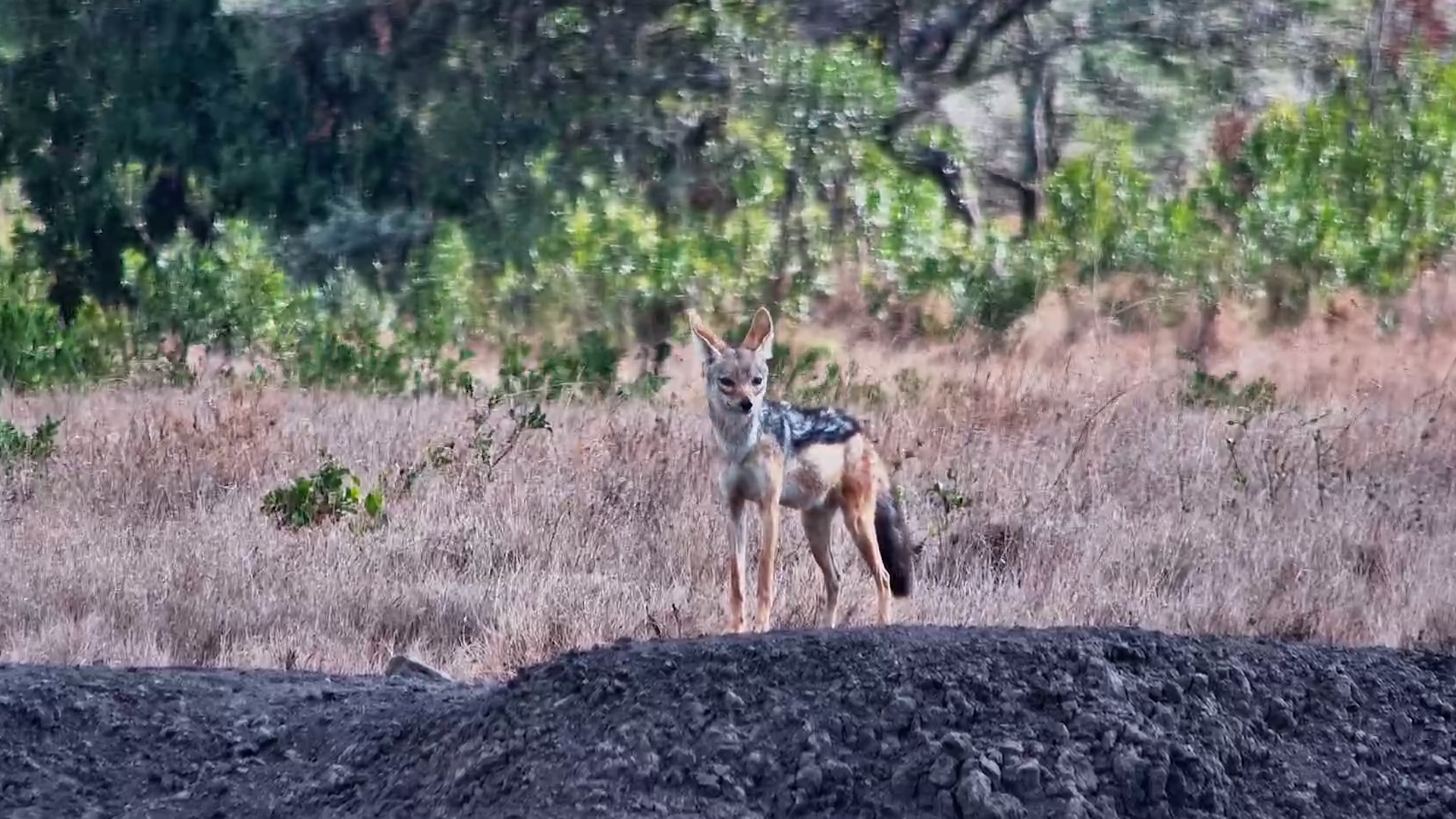 Black-Backed Jackal Drops in for a Refreshing Drink