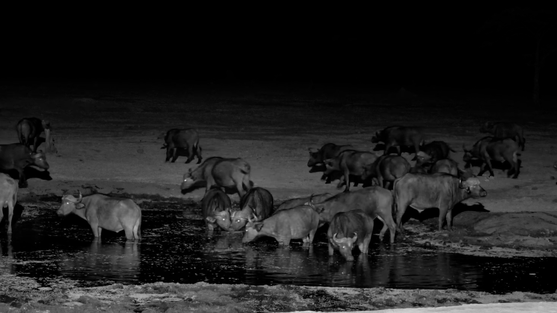 Buffalo Herd Descends on the Waterhole After Dark