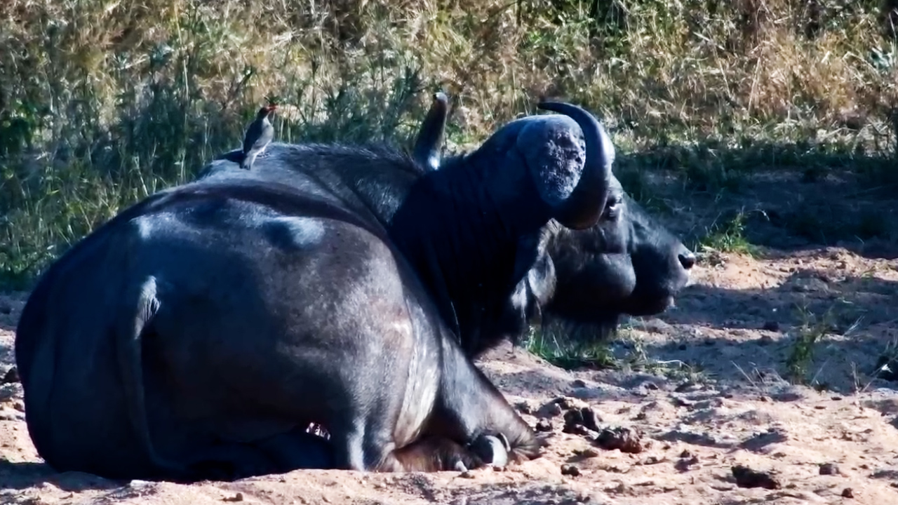 Buffalo Finds the Perfect Place to Spend the Day