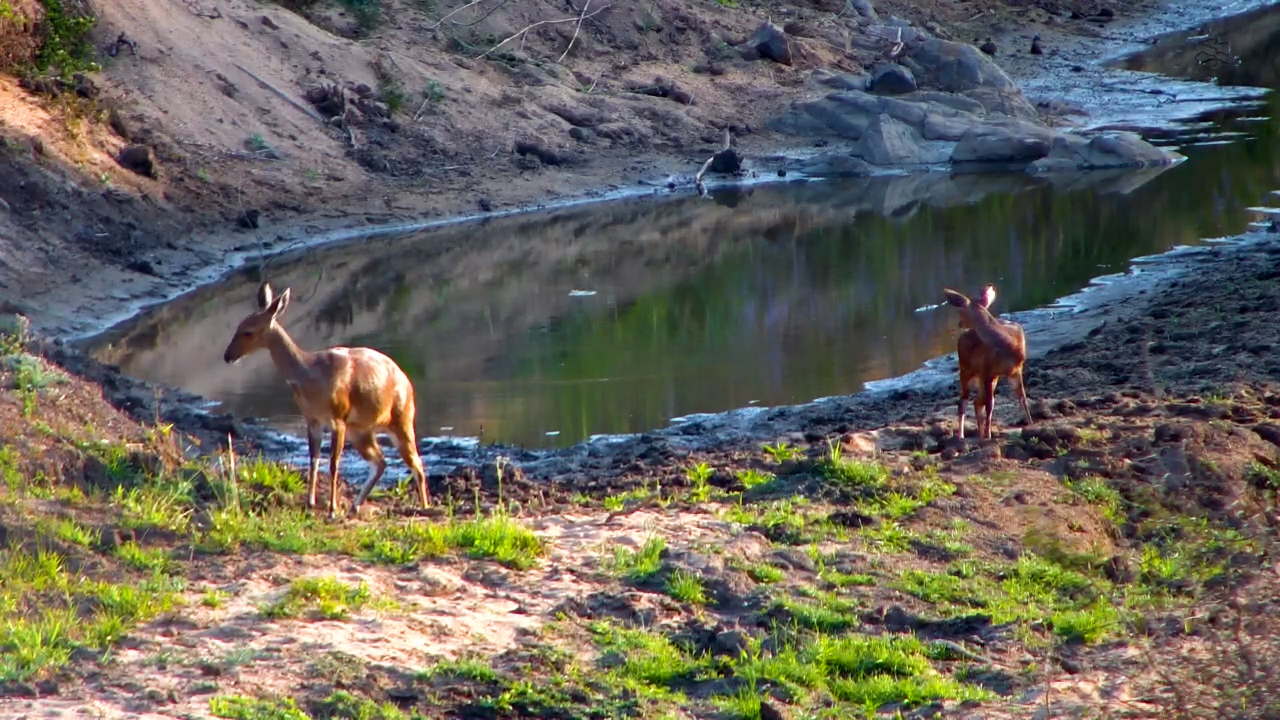 Bushbuck Mum Leads Her Little Lamb Through the Riverbed