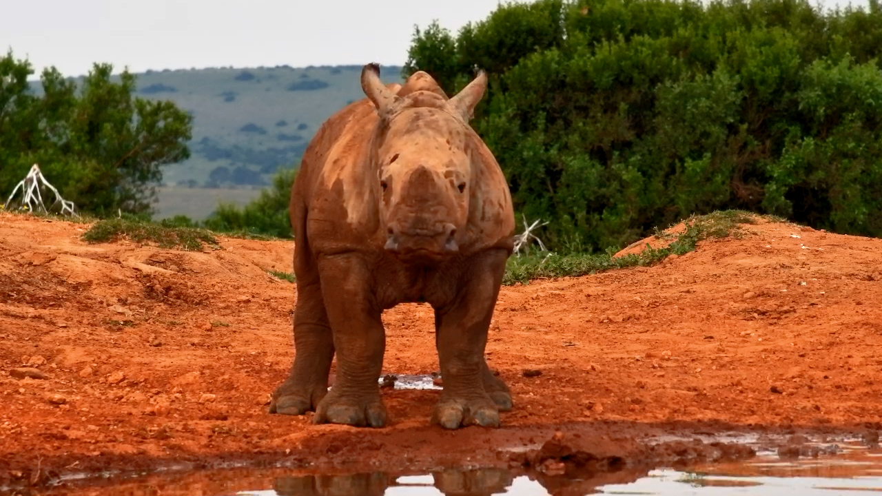 Just Baby Rhino Things